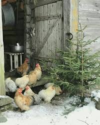 When There S Snow On The Ground Mama S Chickens Don T Like To Go Far Hinterhofhuhner Bauernhofleben Huhner Im Garten