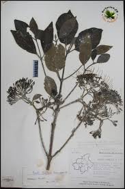 Image result for Pavetta sp. F