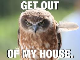 Owl Memes Google Search Funny Animals Funny Animal Pictures Animal Memes
