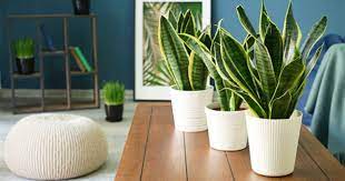 Maybe you would like to learn more about one of these? Usah Cepat Terpedaya Viral Khasiat Pokok Dalam Rumah