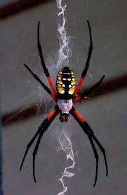 Black And Yellow Striped Spider Australia Black And Yellow Argiope Spider Arachnids Spiders Beautiful Bugs