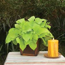 Image result for Ipomoea batatas pots