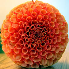 Flower Picture Macro Dahlia Johnny Huh Jpg 1024 1024 Beautiful Flowers Flower Pictures Pretty Flowers