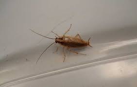 These true water bugs include insects of the infraorder nepomorpha, some of which can. Does Bleach Kill Cockroaches All You Need To Know Pestkilled