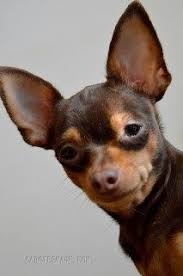 Quand Le Monde Est A Ses Pieds Il Voit Alors Differemment Le Monde Aussi Animaux Les Plus Mignons Ratier De Prague Toutous