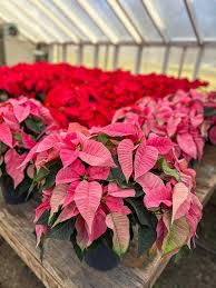 MacMannis Florist &...