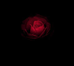 Red Rose In The Dark Hd Wallpaper Download In 2020 Black Flowers Wallpaper Red Roses Black Flowers