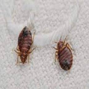 Cockroach Control and Ant Control: product image