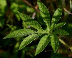 Image result for Ipomoea pes-tigridis