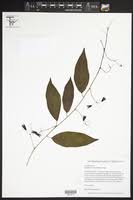 Image result for Adenia karibaensis