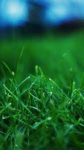25 beautiful iphone 6 wallpapers grass wallpaper pretty wallpaper iphone iphone 6 wallpaper
