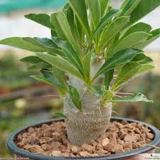Image result for Pachypodium saundersii