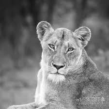 Black And White Lion And Lioness Picture Lioness Photography Big Cat Closeup Wild Cat Safari Art Etsy In 2020 Wild Cats Animals Big Cats