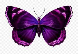 Butterflies are a natural beauty! Download Free Png Purple Butterfly Butterfly Purple And Pink Butterfly Transparent Free Transparent Png Images Pngaaa Com