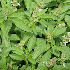 Image result for Ocimum americanum