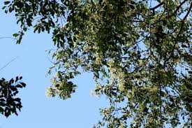 Image result for Pteleopsis