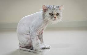 Kedi Trasi Makinesi Onerileri En Iyi Kedi Kopek Tras Makineleri Heykedi
