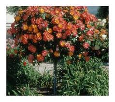 Your email address will not be published. Cottage Farms Playboy Tree Rose On Popscreen