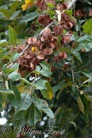 Image result for Combretum collinum