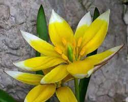 Flowers Around The World The National Flower Every Country H Flowers Tulips Tulip Bulbs