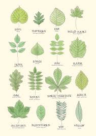 Leaf Id Chart Poster Leaf Identification Plants Bathroom