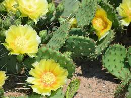 Prickly pear cacti are a kind of cacti that gives you prickly pears & a cactus in return if you break it. How To Grow A Prickly Pear Cactus From Seeds Dummer Garden Manage Gfinger Is The Best Garden Manage App