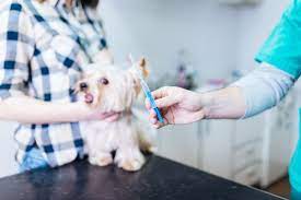 Jun 16, 2021 · the clinic is drive through and dog only. Pet Vaccinations Aloha Veterinary Center