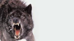 Collection by meunknownwoman loves pinterest. Black Wolf Wallpapers Top Free Black Wolf Backgrounds Wallpaperaccess