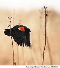 Black Bird With Red And Yellow Stripe On Wing Red Winged Blackbird Black Bird Red Wing Blackbird Backyard Birds