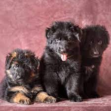 Do German Shepherd Puppies Change Color German Shepherd Dog Hq