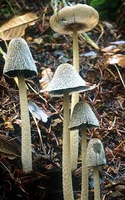 Image result for Coprinus lagopus