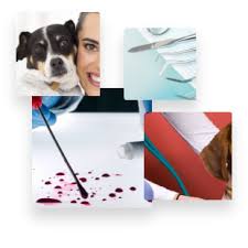 Use our job search tool to sort through over 2 million real jobs. What Does A Veterinary Assistant Do Careerexplorer