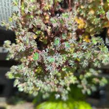 Image result for Alchemilla ellenbeckii