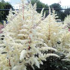 False Goat S Beard Astilbe Cappuccino Astilbe Japonica X Arendsii Astilbe Japonica Astilbe Goats Beard