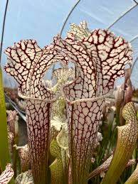 Image result for Aeschynomene leptophylla