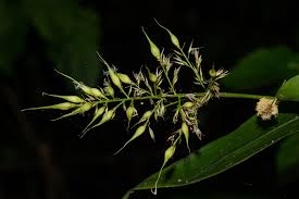 Image result for Olyra latifolia
