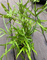 Image result for Pteris cretica