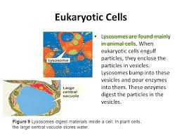 Prokaryotic cells have a variety of shapes. Eukaryotic Cells What You Will Learn Identify The Different Parts Of A Eukaryotic Cell Explain The Function Of Each Part Of A Eukaryotic Cell Ppt Video Online Download