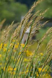 Sorghastrum Nutans Indian Grass Warm Season Grass Grass Plants