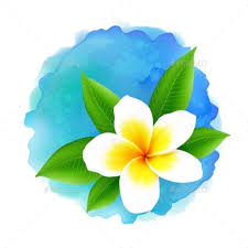 Vector Frangipani Flower On Blue Watercolor Simple Flower Drawing Flower Painting Flower Drawing