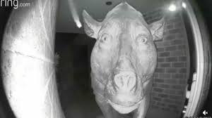 We did not find results for: Juan Horse On Balcony Know Your Meme