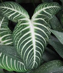 Caladium Lindenii Rare Plants