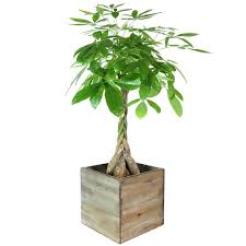 We did not find results for: Giant Money Tree From Easternleaf Com