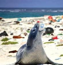 But how does it affect birds, and how many die because the impacts of plastic consumption for birds depend on what they eat. The Ongoing Devastating Results For Animals In A Plastic World Insh