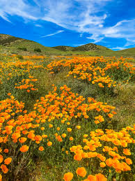 Maybe you would like to learn more about one of these? Beautiful Fields Of Flowers Pictures Of Flowers Fields Travel With Me 24 X 7