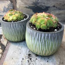 Contact the cactus and succulent society of australia inc (cssa) for more details. 5 Best Outdoor Succulents Improve Your Garden Scenery Now
