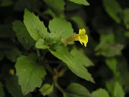 Image result for Phrymaceae