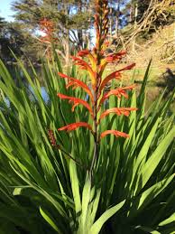 Image result for Chasmanthera