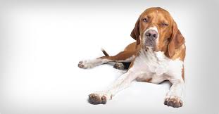 Image result for pointr