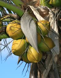 Image result for Cocos nucifera